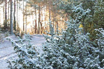 winter forest, winter landscape, frost on grass, pine in the snow