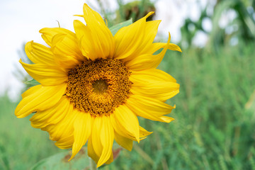 Yellow sunflower in the field, summer day