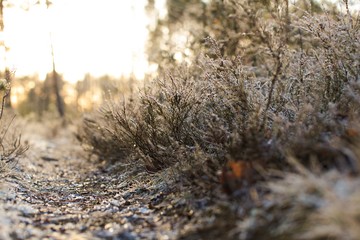 winter forest, winter landscape, frost on grass, pine in the snow