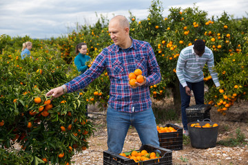 Workers picking mandarins in boxes on farm