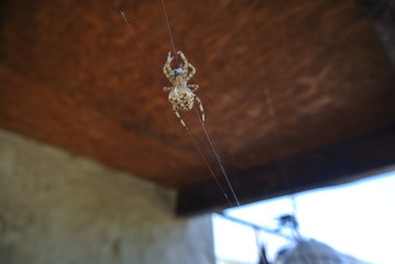 Spider. Farm in the village