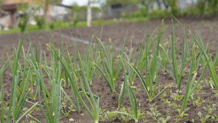 green grass in the field