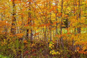 autumn in rural Canada 