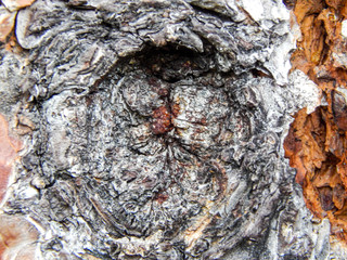 Close up of tree bark and knothole