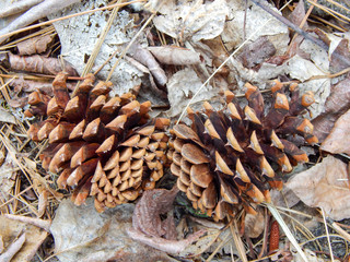 Pinecones on the ground in Omak, WA with pine needles, twigs and leaves in background