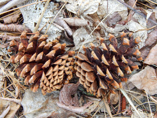 Pinecones on the ground in Omak, WA with pine needles, twigs and leaves in background