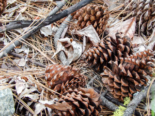 Pinecones on the ground in Omak, WA with pine needles, twigs and leaves in background