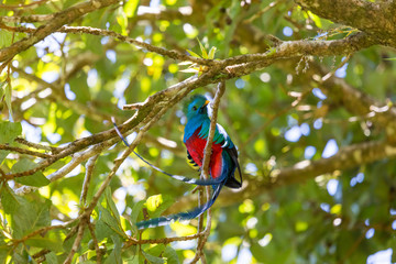 Quetzal in Costa Rica