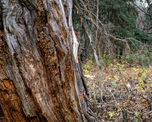 old tree trunk