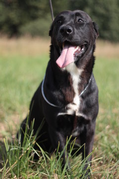 Beautiful black and white alabai central Asian shepherd dog
