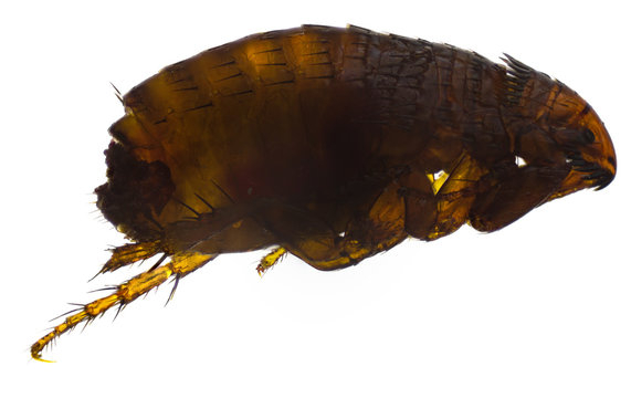 flea dog or Ctenocephalides canis isolated on a white background. image taken with a microscope using focus stacking technique.