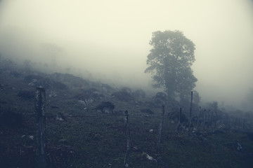 Barbed wire fence along the rocky hill in milky mist. Aquismon, Huasteca Potosina, Mexico