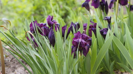 purple crocus flowers in the garden