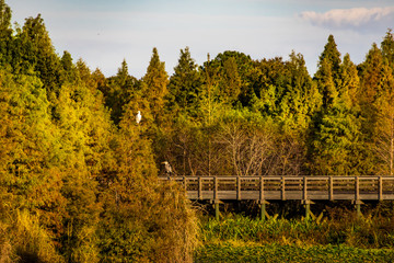 Great Blue Heron  and white heron sitting in tree
