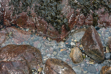 Arctic, Russia, Barents sea