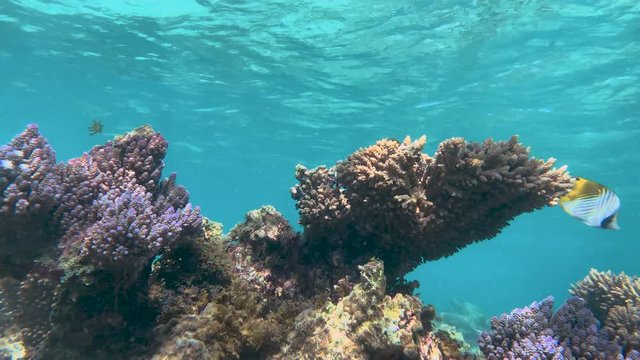 Threadfin butterflyfish in a gorgeous shallow reef, Okinawa, Japan.