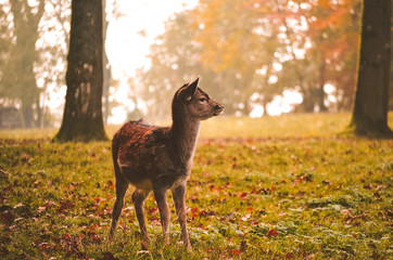 Damwildkitz