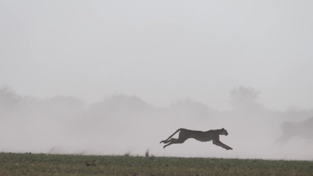 Cheetah hunting on a herd of wildbeest at the Central Kalahari Game Reserve in Botswana
