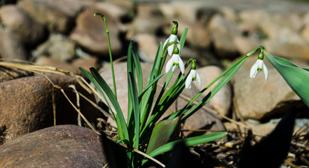 White spring snowdrops on stone blurred background. Galanthus nivalis. Spring flower snowdrop is the first flower in the end of winter and the beginning of spring.