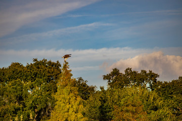 Osprey perched on tree