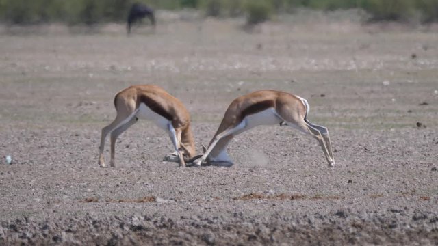 Springbok locking horns in a fight at Central Kalahari Game Reserve in Botswana