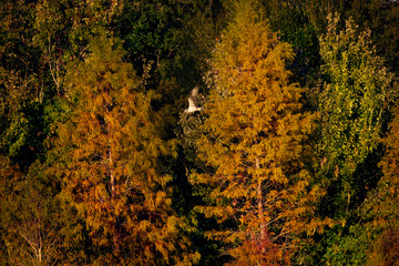 Fototapeta premium Osprey flying with trees in background
