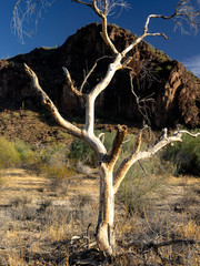 Palo Verde Skeleton