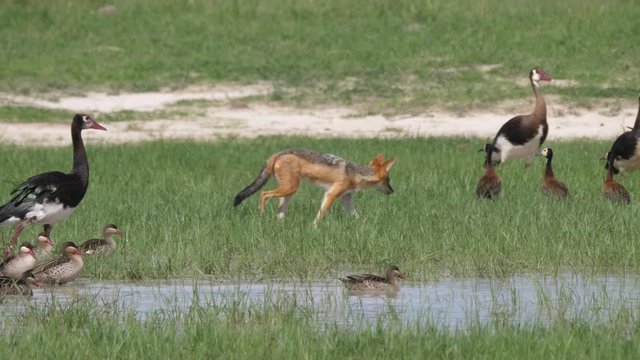Black-backed jackal walking around White-faced whistling ducks and Spur-winged goose in Chobe National Park in Botswana