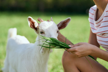 goat in hands