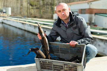 Owner of sturgeon farm showing fish