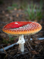 Amanita muscaria mushroom in the autumn forest. Edible psychedelic fungi with red cap and white dots. Fly agaric mushrooms.