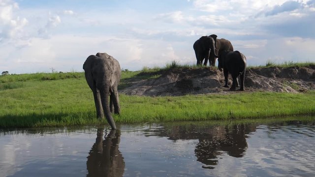 Herd of elephants next to a lake in Chobe National Park, Botswana