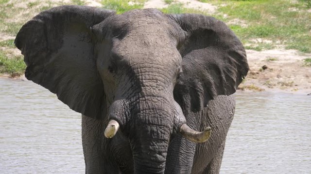 Close up from an elephant looking around at Chobe National Park, Botswana