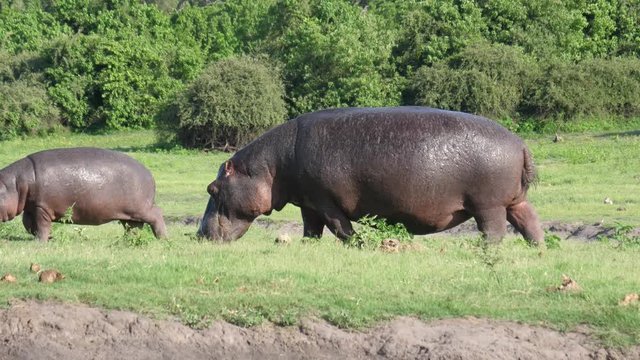 Baby Hippo with his mom grazing in Chobe National Park, Botswana