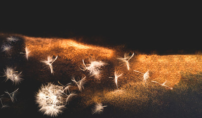 White inflorescences Dandelion on Black background with golden sparkles. Blurred effect. Concept for festive background or for project