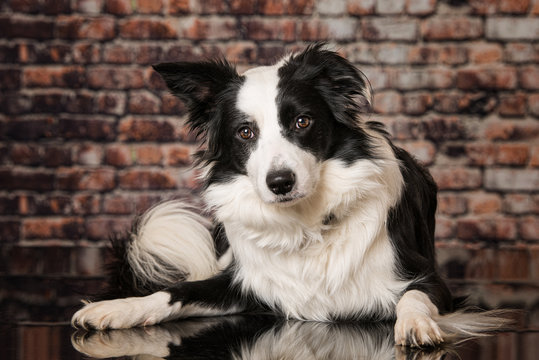 Cute border collie dog lying in a front of a stone wall