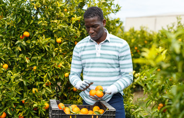 African-American farmer with box of mandarins