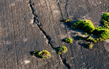 Moss on the tarmac surface high quality image