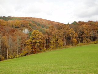 Autumn forest in Switzerland