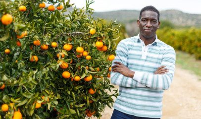 Successful African-American farmer near mandarin trees © JackF