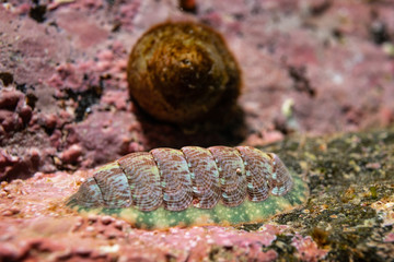 mollusc on the rock underwater