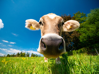 Cow in German alps