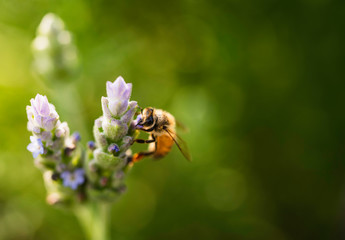 Rosemary and bee close-up. Bee looking for nectar in flower.