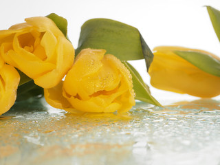 a bouquet of yellow tulips lies on the glass, dripping drops of water, spray. Beautiful postcard for women's day, ready-made design. Yellow tulips with water drops. In spring