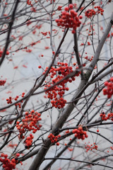 red Rowan bare branches autumn