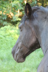 cheval profil