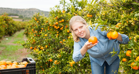 Female farmer picking carefully ripe mandarins