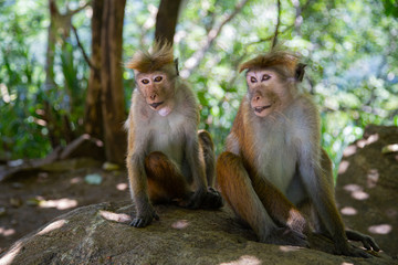 Cute macaque family in the wild forest; Monkeys in a natural habitat