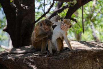 Cute macaque family in the wild forest; Monkeys in a natural habitat