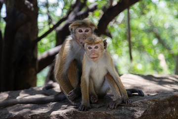 Cute macaque family in the wild forest; Monkeys in a natural habitat